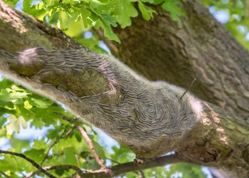 Toxic pests swarm Berlin – media