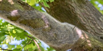 Toxic pests swarm Berlin – media