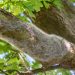 Toxic pests swarm Berlin – media