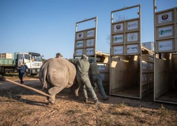 Nine white rhinos arrive in Mozambique (VIDEO)