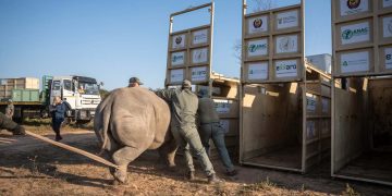 Nine white rhinos arrive in Mozambique (VIDEO)