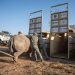 Nine white rhinos arrive in Mozambique (VIDEO)