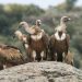 Mystery illness kills 15 elephants in Kenya