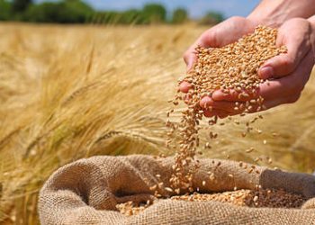 Russia sets new wheat export record – report