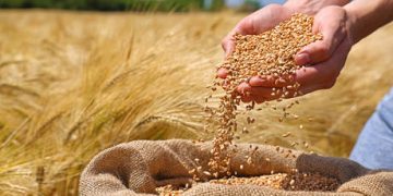 Russia sets new wheat export record – report