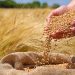 Russia sets new wheat export record – report