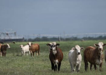 Diarrhea-inducing parasite spreading across US