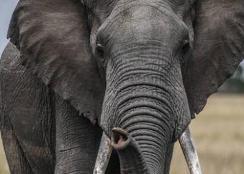 Four arrested over Kenya elephant deaths