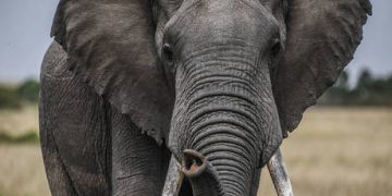 Four arrested over Kenya elephant deaths