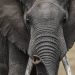 Elephant deaths spark food safety fears in Kenya