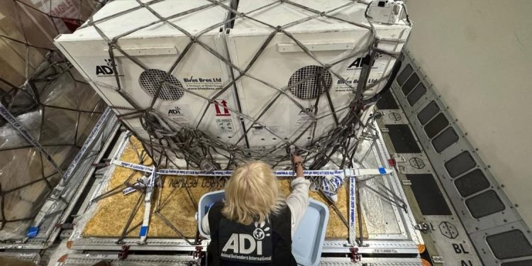 Lions rescued in Israel find new home (PHOTOS)