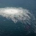 Tusk’s stance on Nord Stream motivated by ‘economic expediency’ – Putin