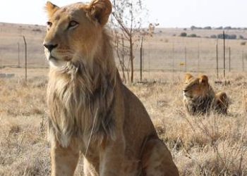 South Africa rolls out baboon-proof bins