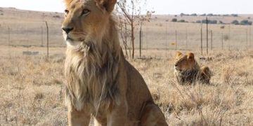 South Africa rolls out baboon-proof bins