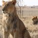 South Africa rolls out baboon-proof bins
