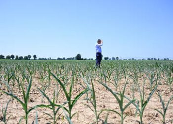 Pesticides poison nearly half of world’s farmers each year – study
