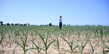 Pesticides poison nearly half of world’s farmers each year – study