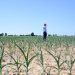 Pesticides poison nearly half of world’s farmers each year – study