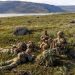 Von der Leyen pushes back against Trump over Greenland