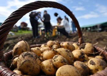 Russia extends ban on Western food imports through 2028