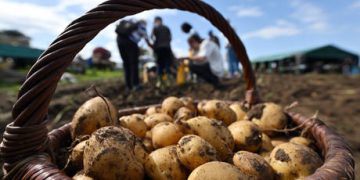 Russia extends ban on Western food imports through 2028