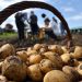 Russia extends ban on Western food imports through 2028