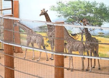 South Africa sends black rhinos to Botswana