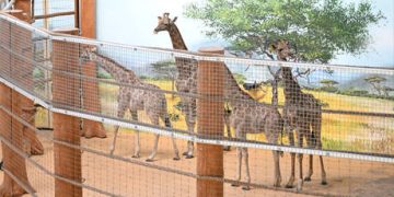 South Africa sends black rhinos to Botswana