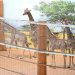 South Africa sends black rhinos to Botswana